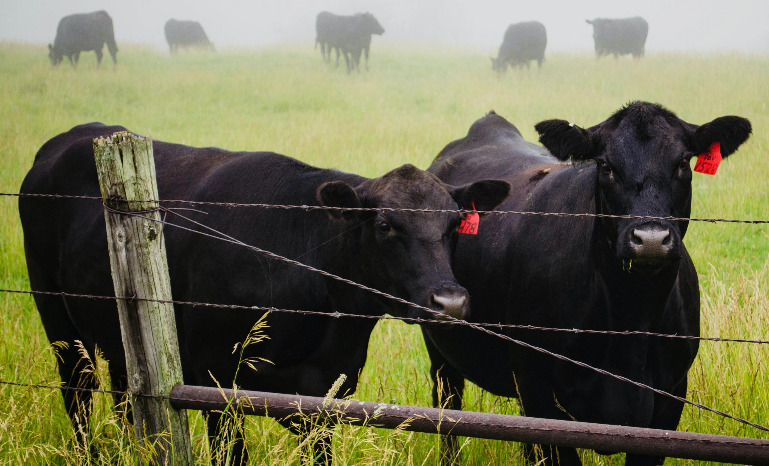Support for Ranchers Affected by Summer Drought. Yellowhead County