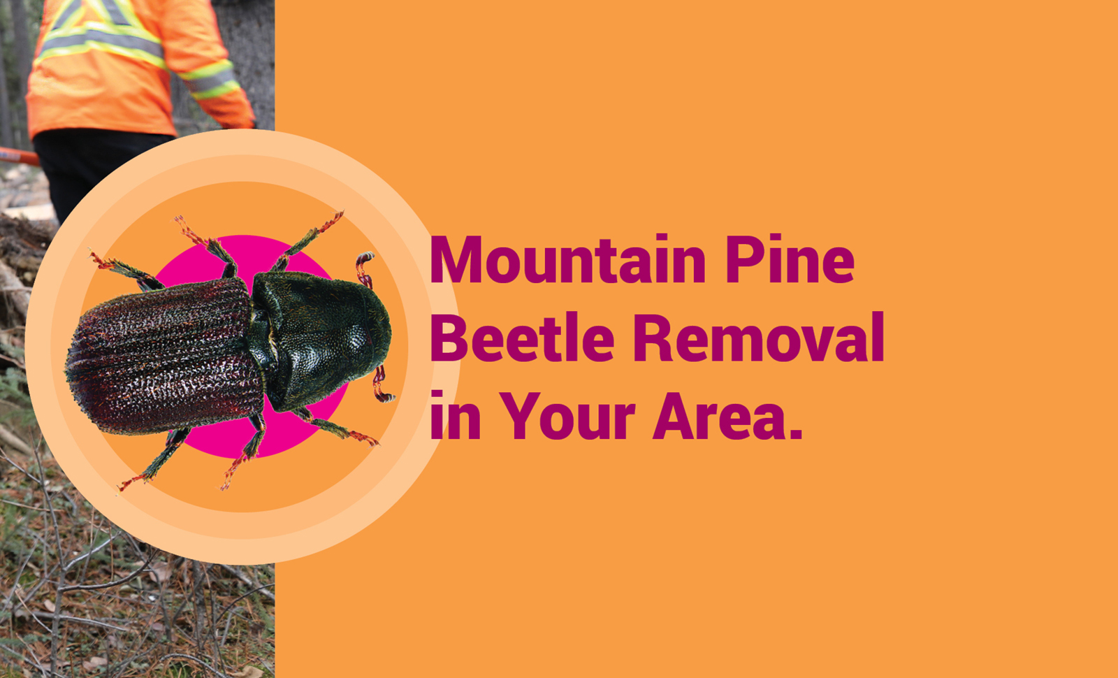 Mountain Pine Beetle Removal in Your Area Yellowhead County